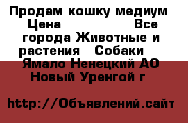 Продам кошку медиум › Цена ­ 6 000 000 - Все города Животные и растения » Собаки   . Ямало-Ненецкий АО,Новый Уренгой г.